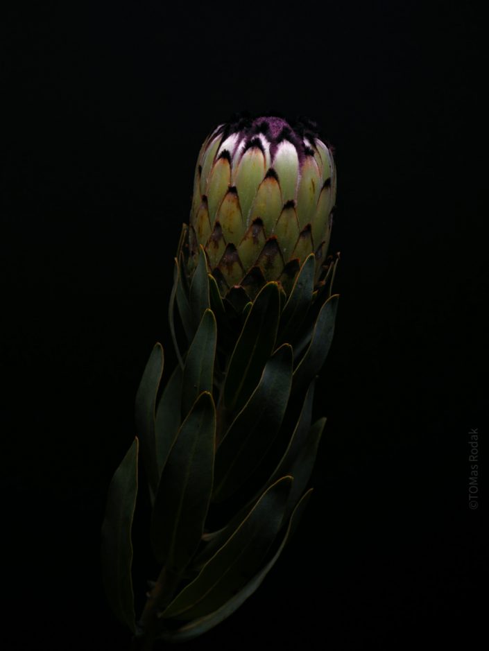 Vibrant protea flower in blossom, captured by Swiss photographer TOMas Rodak using a Hasselblad camera, available for purchase at TOMs FLOWer CLUB.