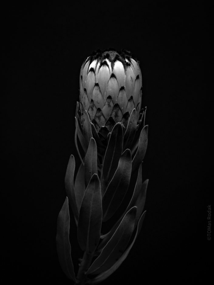 Vibrant black and white protea flower in blossom, captured by Swiss photographer TOMas Rodak using a Hasselblad camera, available for purchase at TOMs FLOWer CLUB.