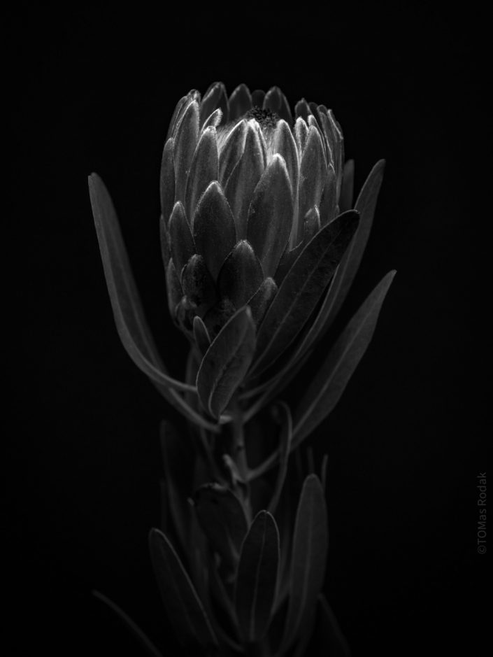 Vibrant black and white protea flower in blossom, captured by Swiss photographer TOMas Rodak using a Hasselblad camera, available for purchase at TOMs FLOWer CLUB.