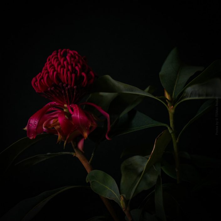 Vibrant red protea flower in blossom, captured by Swiss photographer TOMas Rodak using a Hasselblad camera, available for purchase at TOMs FLOWer CLUB.