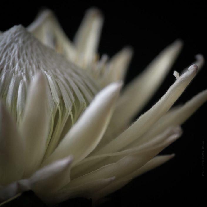 Protea King White, Vibrant protea flower in blossom, captured by Swiss photographer TOMas Rodak using a Hasselblad camera, available for purchase at TOMs FLOWer CLUB.