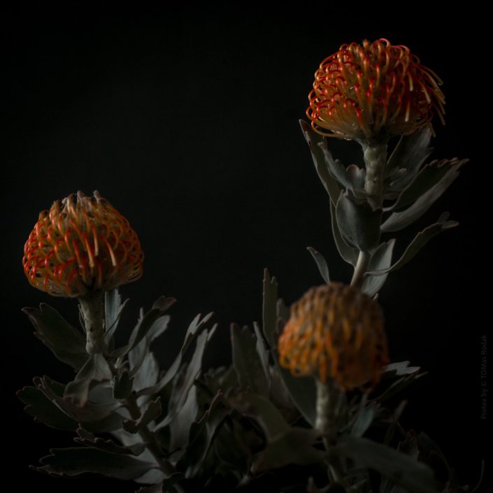 Beautifully captured orange protea flower in a variety of colors by TOMas Rodak, available at TOMs FLOWer CLUB.