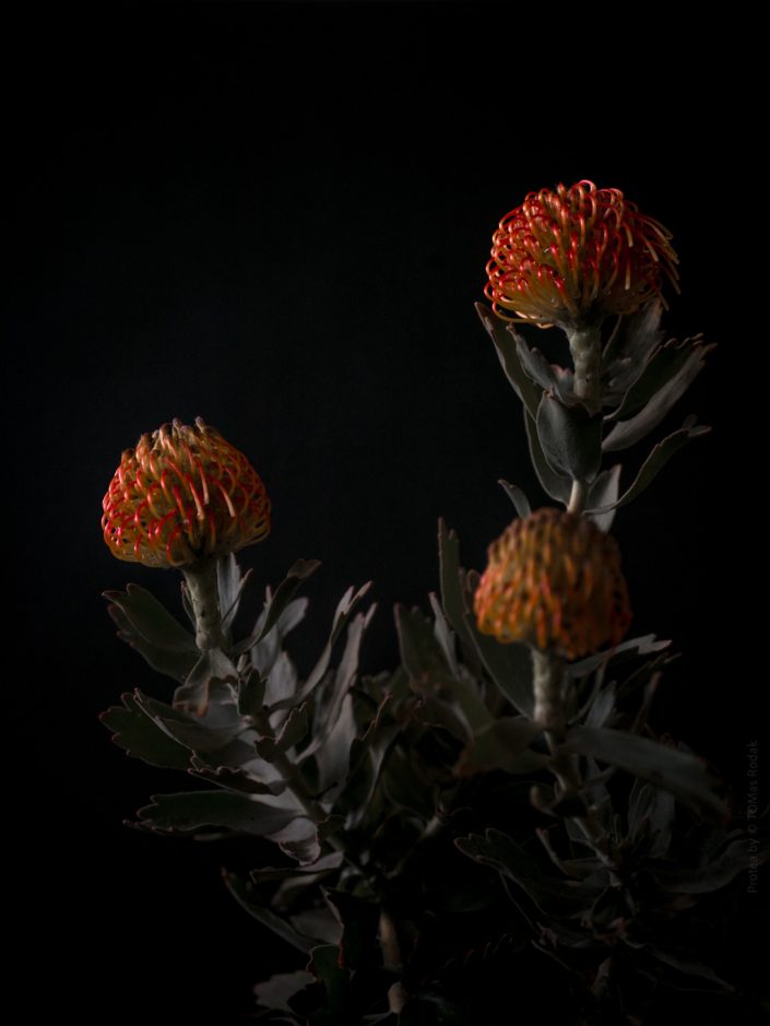 This stunning image showcases a protea flower in full bloom, captured with precision by Swiss photographer TOMas Rodak using a high-quality Hasselblad camera. The photograph features the protea in various vibrant colors and is part of TOMs FLOWer CLUB's exclusive collection. Ideal for art enthusiasts and flower lovers, this image is available for purchase through TOMs FLOWer CLUB, offering a unique addition to any floral art collection.