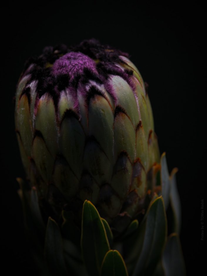 Vibrant protea flower in blossom, captured by Swiss photographer TOMas Rodak using a Hasselblad camera, available for purchase at TOMs FLOWer CLUB.