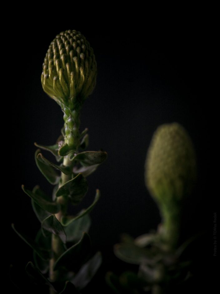 Vibrant yellow protea flower in blossom, captured by Swiss photographer TOMas Rodak using a Hasselblad camera, available for purchase at TOMs FLOWer CLUB.