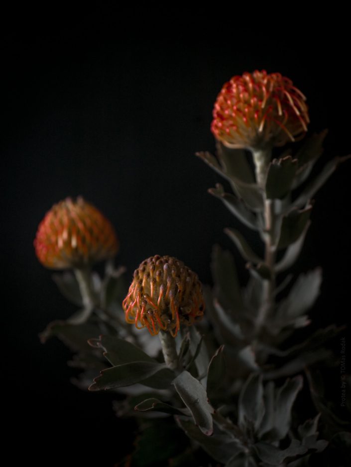 Vibrant orange protea flower in blossom, captured by Swiss photographer TOMas Rodak using a Hasselblad camera, available for purchase at TOMs FLOWer CLUB.