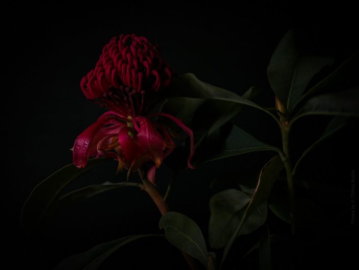 Vibrant red protea flower in blossom, captured by Swiss photographer TOMas Rodak using a Hasselblad camera, available for purchase at TOMs FLOWer CLUB.
