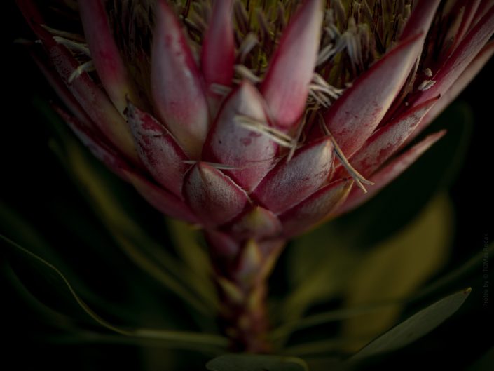 Protea Cynaroides Little Prince, Vibrant red protea flower in blossom, captured by Swiss photographer TOMas Rodak using a Hasselblad camera, available for purchase at TOMs FLOWer CLUB.