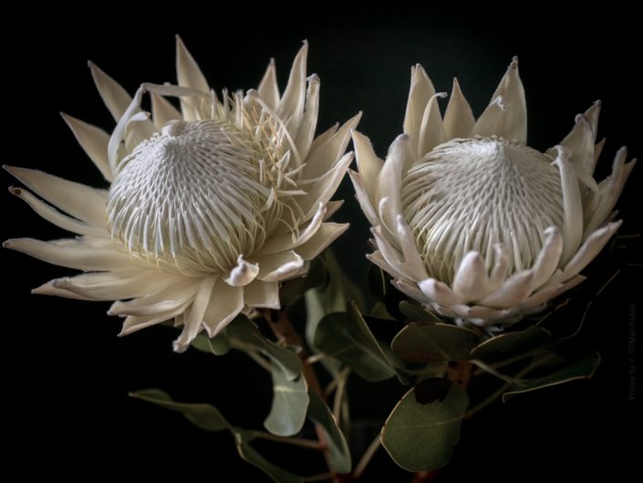 Protea King White, Vibrant protea flower in blossom, captured by Swiss photographer TOMas Rodak using a Hasselblad camera, available for purchase at TOMs FLOWer CLUB.